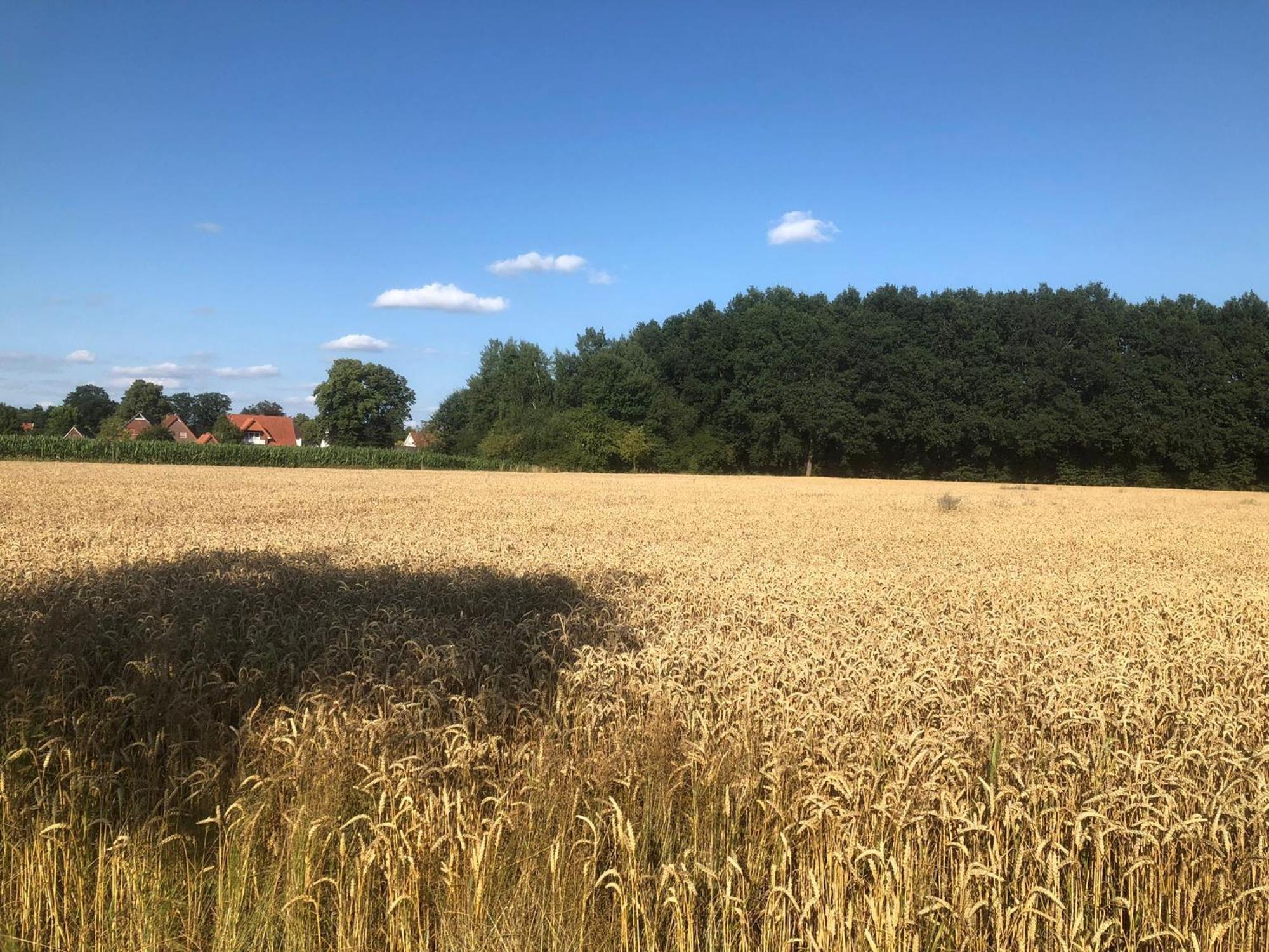 Auszeit Im Gruenen Daire Hopsten Dış mekan fotoğraf