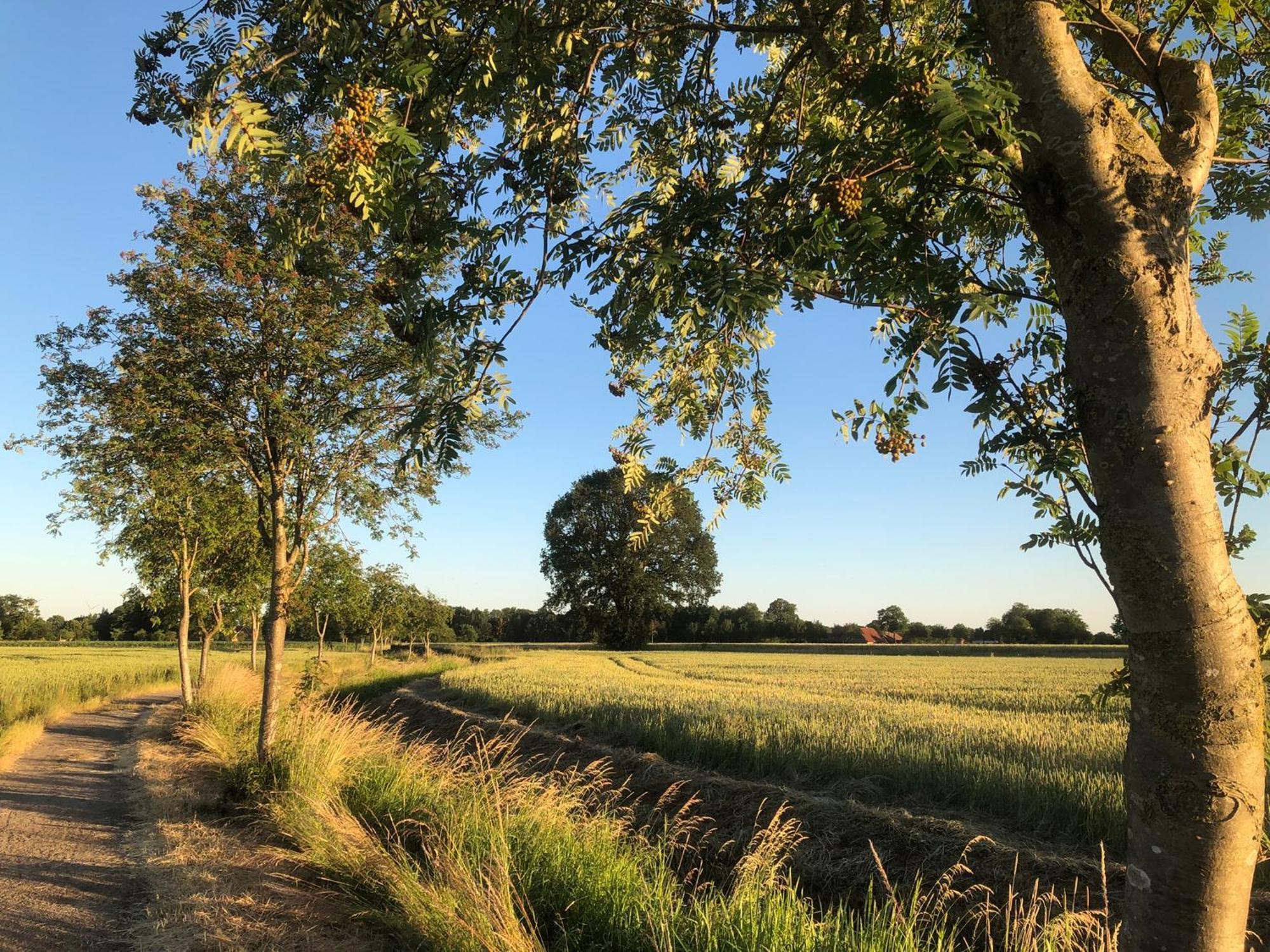 Auszeit Im Gruenen Daire Hopsten Dış mekan fotoğraf